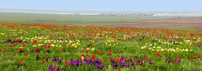 Цветение тюльпанов в Калмыкии.
